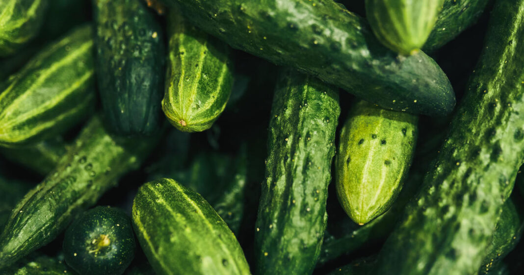 Cucumbers recalled from 3 corporations after Salmonella sickens 68 families in 19 states